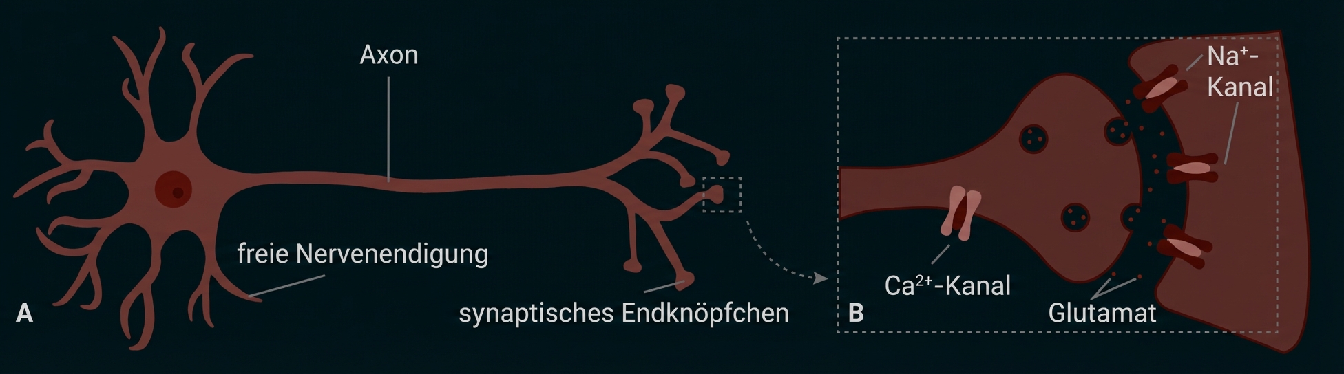 Nervenzelle mit Axon und Synapse, Freisetzung von Glutamat